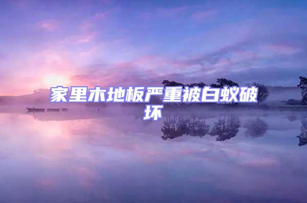 家里木地板嚴(yán)重被白蟻破壞