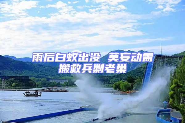 雨后白蟻出沒 莫妄動需搬救兵剿老巢