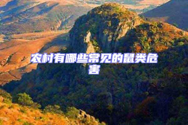 農(nóng)村有哪些常見的鼠類危害