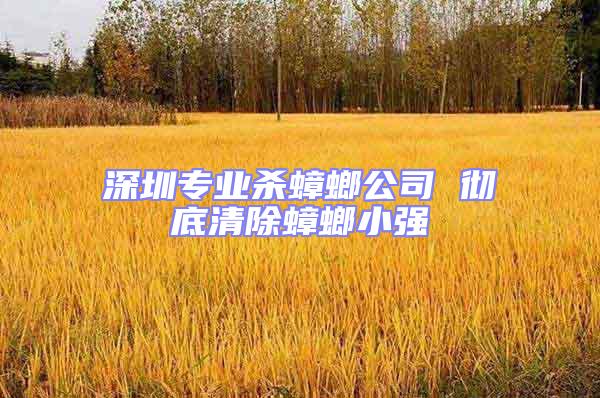 深圳專業(yè)殺蟑螂公司 徹底清除蟑螂小強(qiáng)