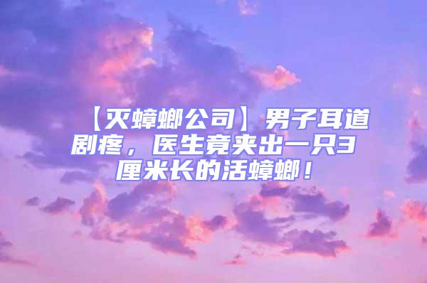 【滅蟑螂公司】男子耳道劇疼，醫生竟夾出一只3厘米長的活蟑螂！
