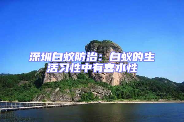 深圳白蟻防治：白蟻的生活習性中有喜水性