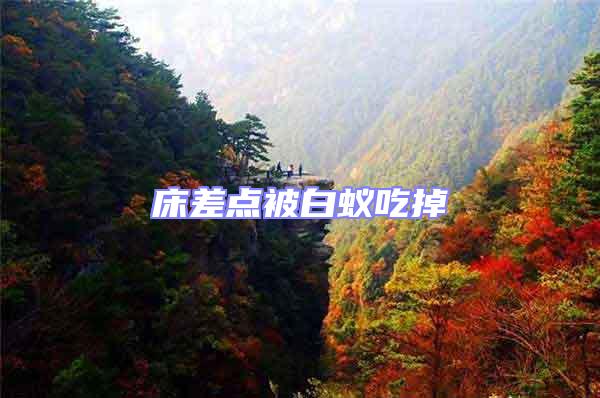 床差點(diǎn)被白蟻吃掉