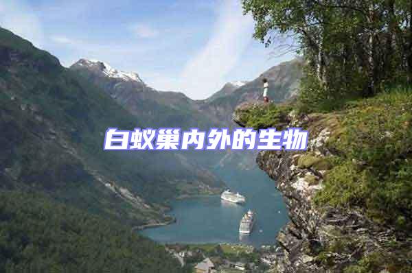 白蟻巢內外的生物