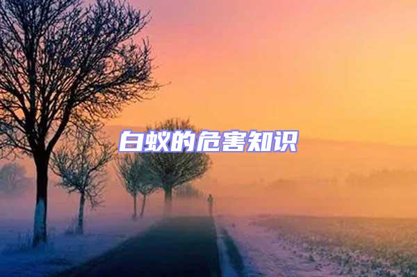 白蟻的危害知識