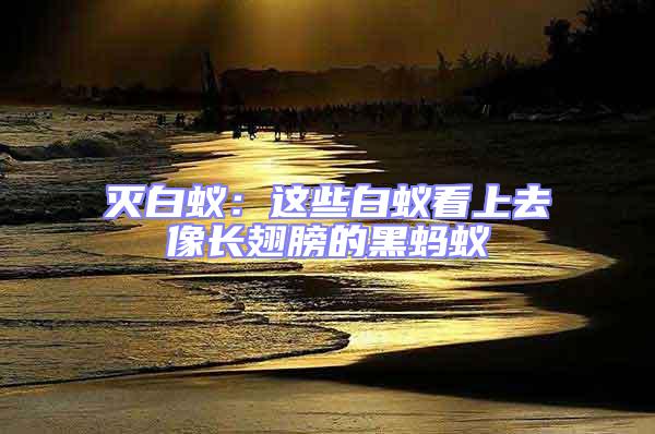 滅白蟻：這些白蟻看上去像長翅膀的黑螞蟻