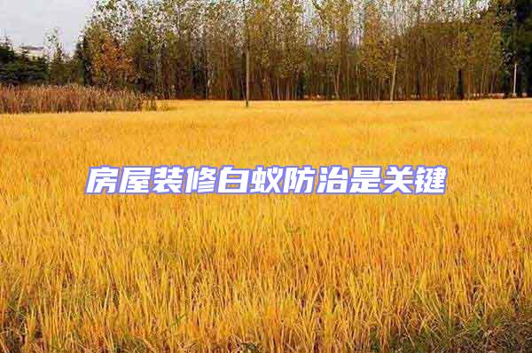 房屋裝修白蟻防治是關(guān)鍵
