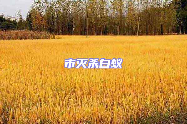 市滅殺白蟻