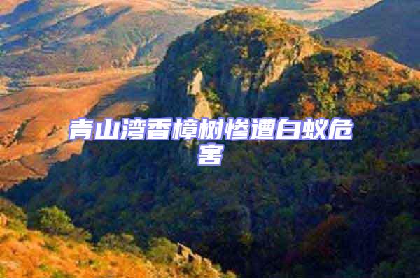 青山灣香樟樹(shù)慘遭白蟻危害