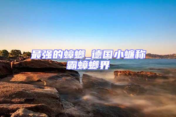 最強(qiáng)的蟑螂_德國小蠊稱霸蟑螂界