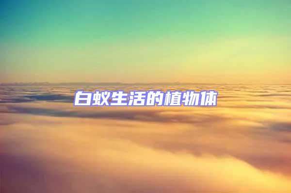 白蟻生活的植物體