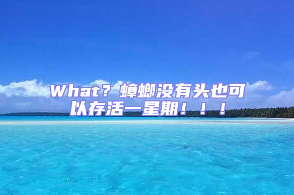 What？蟑螂沒(méi)有頭也可以存活一星期！！！