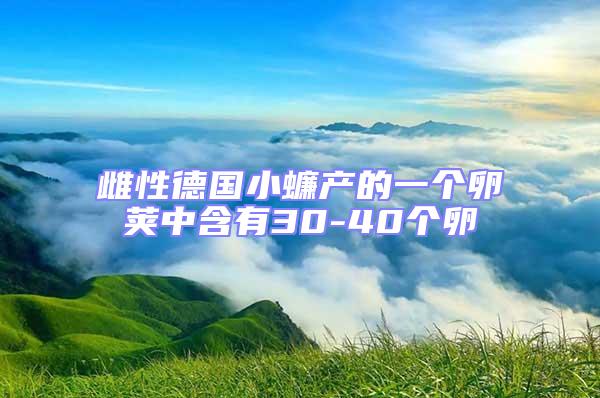 雌性德國(guó)小蠊產(chǎn)的一個(gè)卵莢中含有30-40個(gè)卵