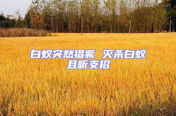 白蟻突然猖獗 滅殺白蟻且聽(tīng)支招