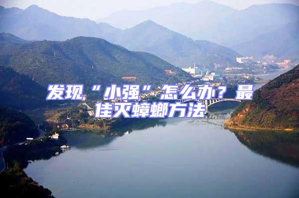 發現“小強”怎么辦？最佳滅蟑螂方法