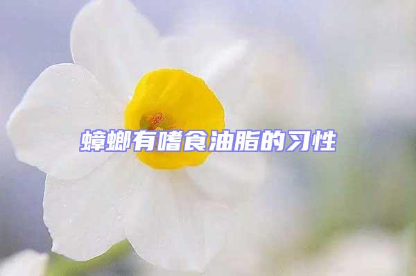 蟑螂有嗜食油脂的習性