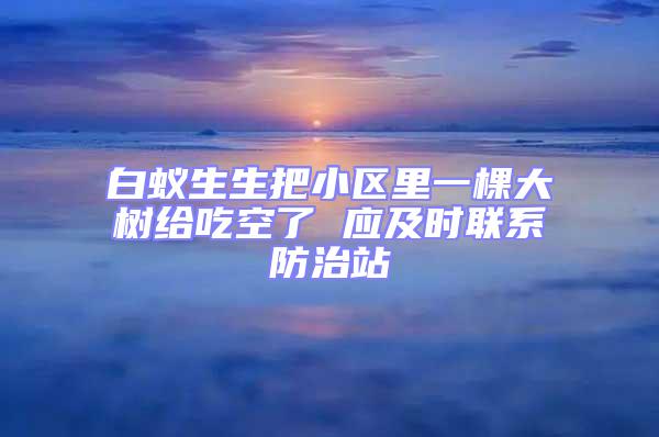 白蟻生生把小區(qū)里一棵大樹給吃空了 應(yīng)及時(shí)聯(lián)系防治站