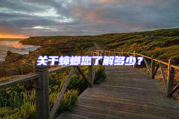 關于蟑螂您了解多少？