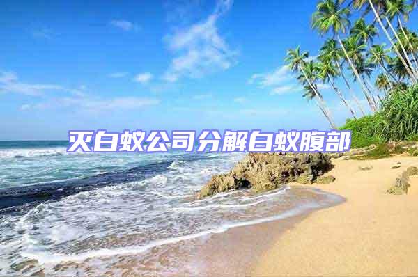 滅白蟻公司分解白蟻腹部