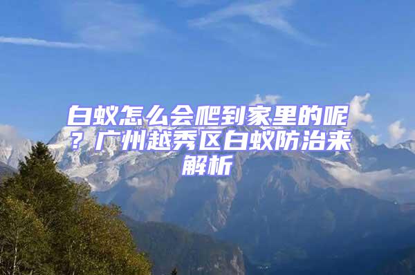 白蟻怎么會爬到家里的呢？廣州越秀區白蟻防治來解析