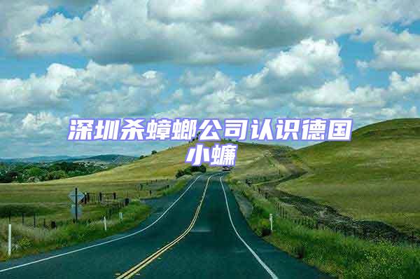 深圳殺蟑螂公司認識德國小蠊