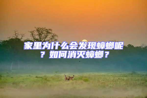 家里為什么會(huì)發(fā)現(xiàn)蟑螂呢？如何消滅蟑螂？
