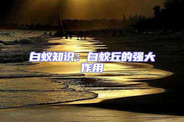 白蟻知識：白蟻丘的強大作用