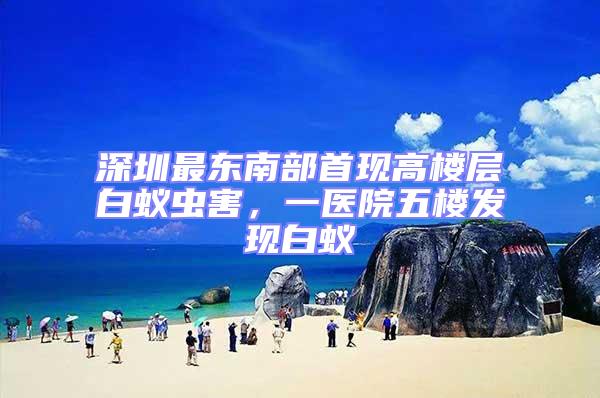 深圳最東南部首現高樓層白蟻蟲害，一醫院五樓發現白蟻