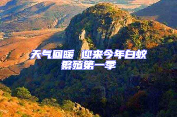 天氣回暖 迎來(lái)今年白蟻繁殖第一季