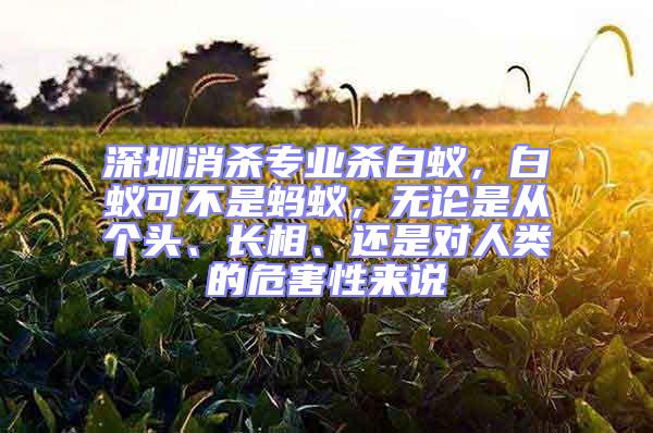 深圳消殺專業(yè)殺白蟻，白蟻可不是螞蟻，無論是從個頭、長相、還是對人類的危害性來說