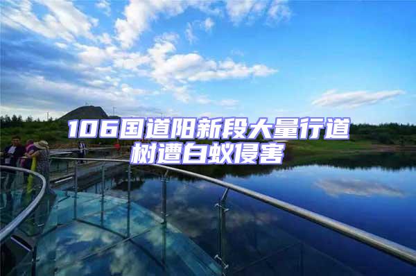 106國道陽新段大量行道樹遭白蟻侵害