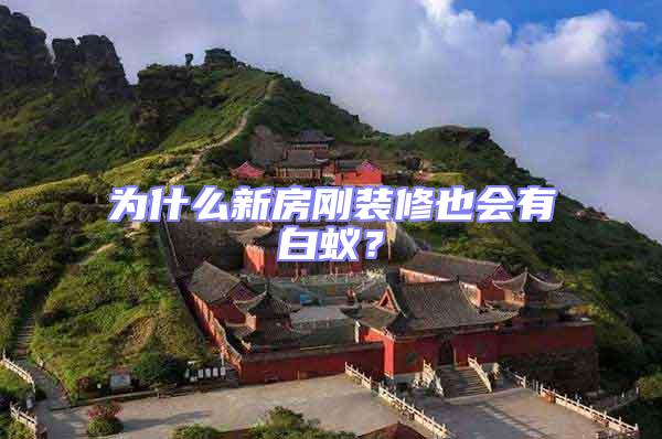 為什么新房剛裝修也會有白蟻？