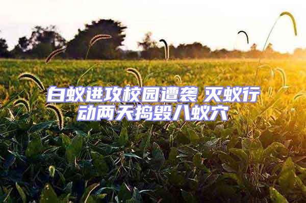 白蟻進攻校園遭襲　滅蟻行動兩天搗毀八蟻穴