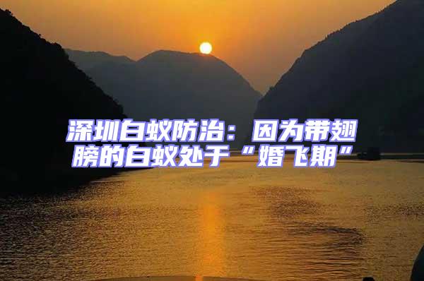 深圳白蟻防治：因為帶翅膀的白蟻處于“婚飛期”