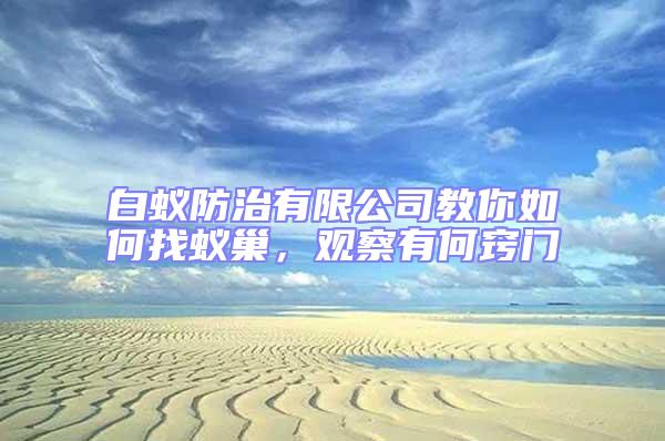 白蟻防治有限公司教你如何找蟻巢，觀察有何竅門