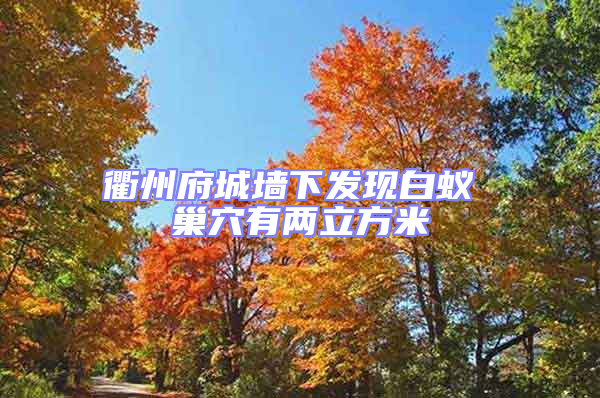 衢州府城墻下發(fā)現(xiàn)白蟻 巢穴有兩立方米