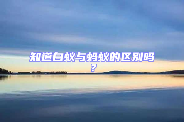 知道白蟻與螞蟻的區別嗎？
