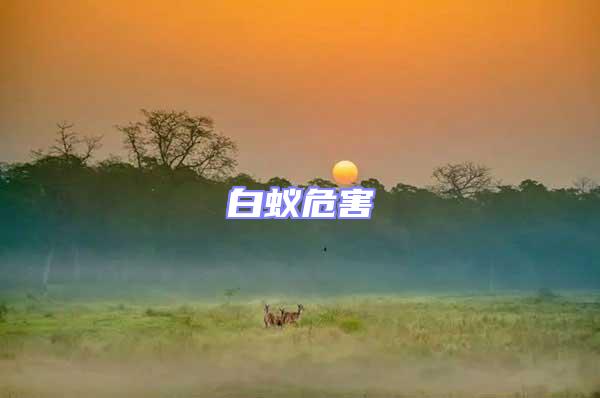 白蟻危害