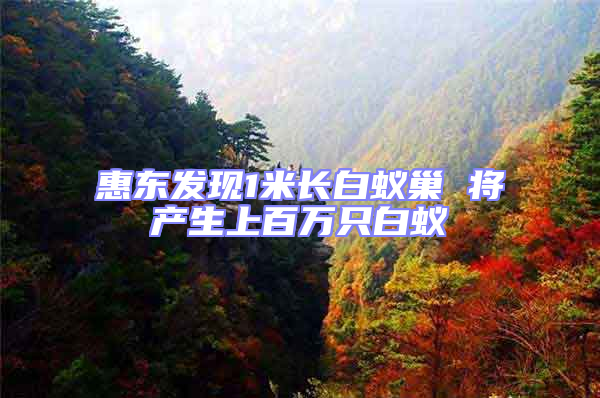 惠東發(fā)現(xiàn)1米長(zhǎng)白蟻巢 將產(chǎn)生上百萬(wàn)只白蟻