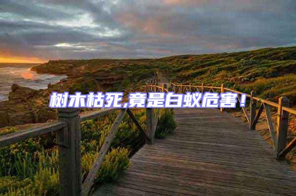 樹木枯死,竟是白蟻危害！