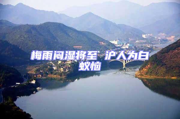 梅雨悶濕將至 滬人為白蟻惱