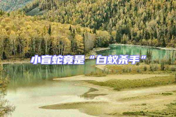 小盲蛇竟是“白蟻殺手”