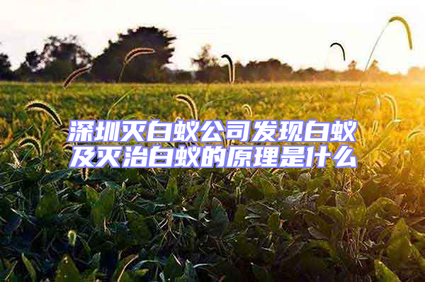 深圳滅白蟻公司發現白蟻及滅治白蟻的原理是什么