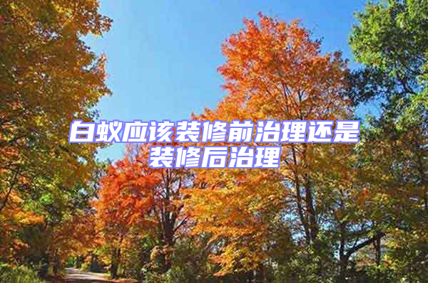 白蟻應該裝修前治理還是裝修后治理