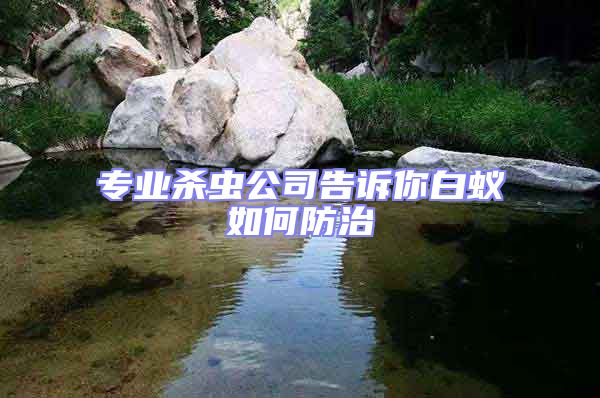 專業(yè)殺蟲公司告訴你白蟻如何防治