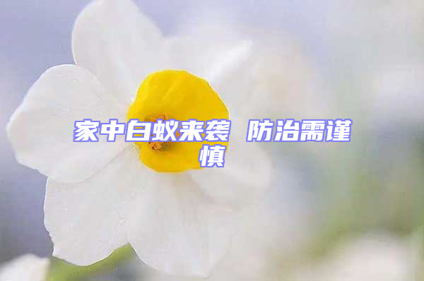 家中白蟻來襲 防治需謹慎