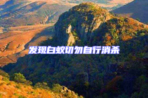 發現白蟻切勿自行消殺
