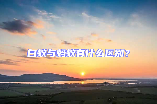 白蟻與螞蟻有什么區別？