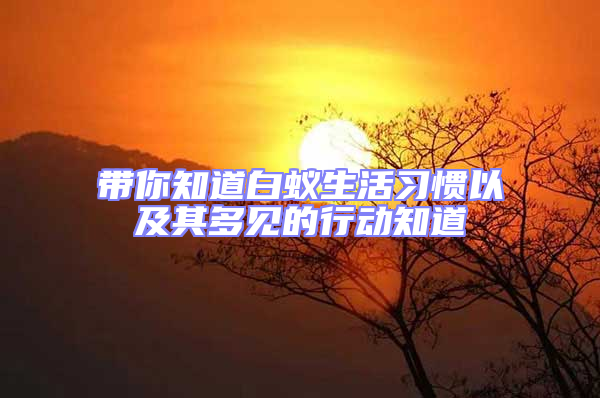 帶你知道白蟻生活習(xí)慣以及其多見的行動知道