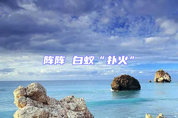 陣陣 白蟻“撲火”